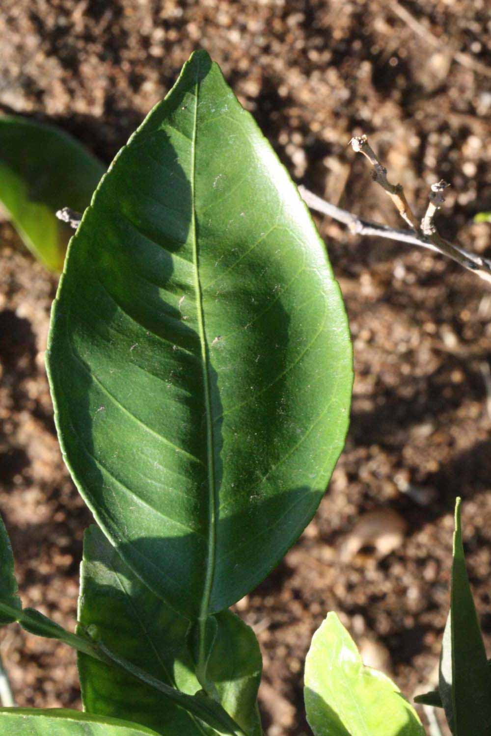              Unifoliolate leaf (Riverside, CA)       
